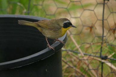 Common Yellowthroat